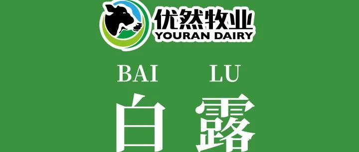 今日白露