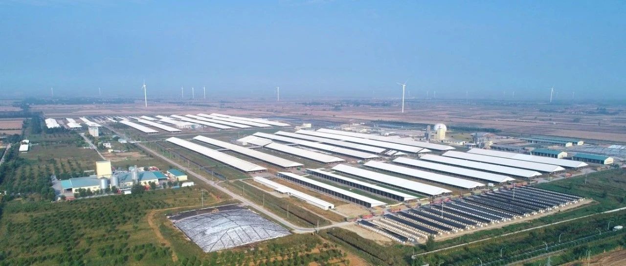 喜报！现代牧业（商河）有限公司被农业农村部遴选为国家奶牛核心育种场