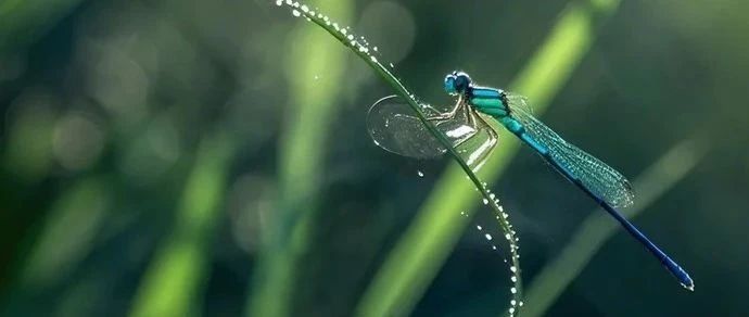 清明节丨气清景明万物新，数字春风暖民生