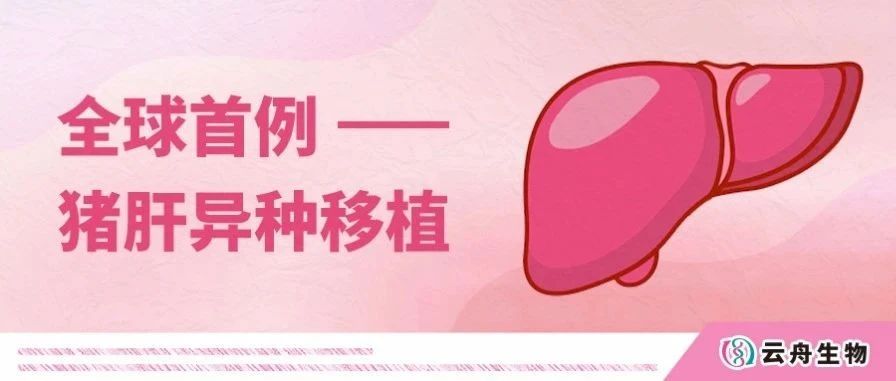 Nature | 全球首例！中国团队成功将基因编辑的猪肝脏移植到人体