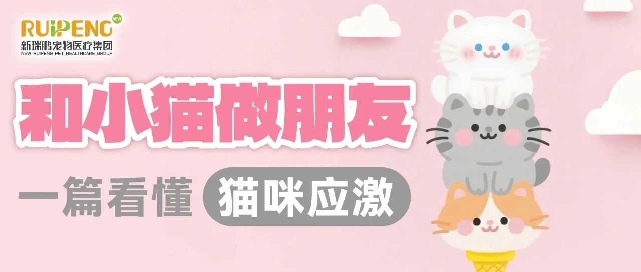 猫咪应激，严重要命！如何预防小猫应激？
